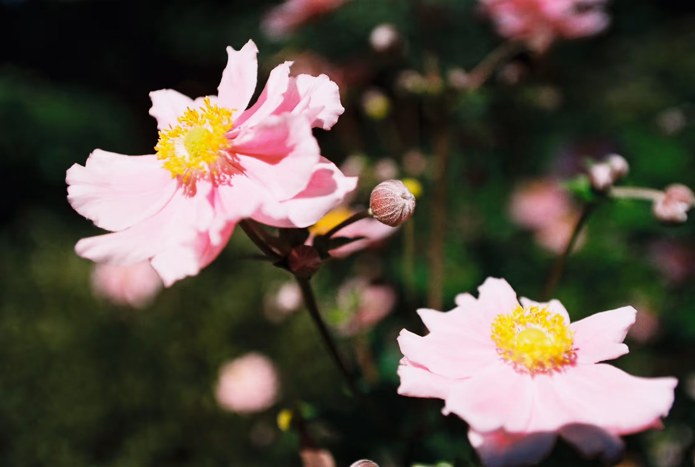 Herbst-Anemone im Botanischen Garten, Erlangen
      
      Farbfotografie auf 35mm Kodak Gold&nbsp;200
      