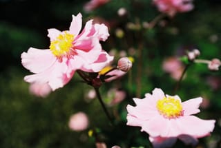 Herbst-Anemone im Botanischen Garten, Erlangen
      
      Farbfotografie auf 35mm Kodak Gold&nbsp;200
      