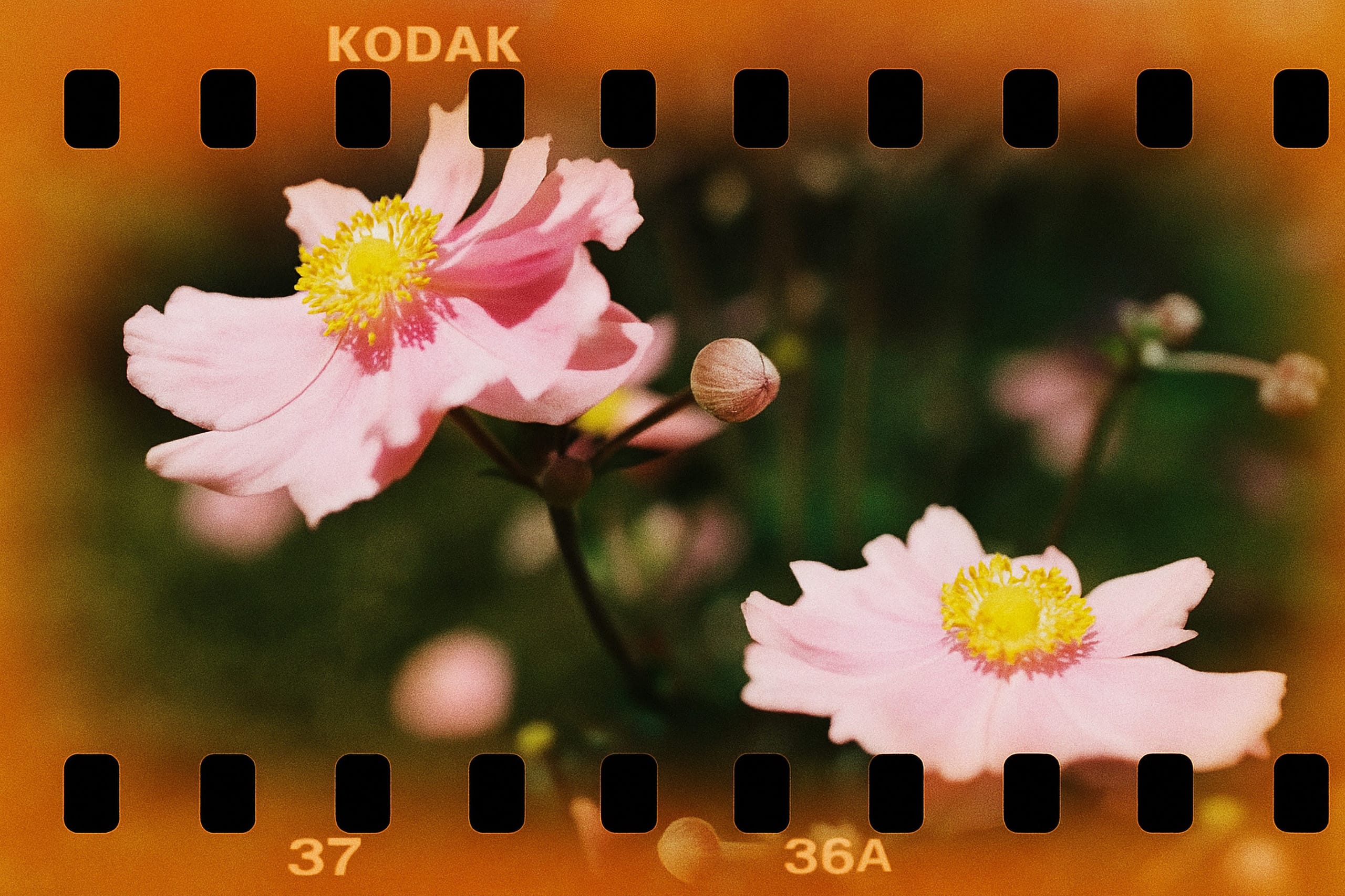 Galerie-Vorschau – Analoge Fotografie Impressionen